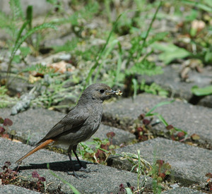 Vogel mit Wurm im Schnabel