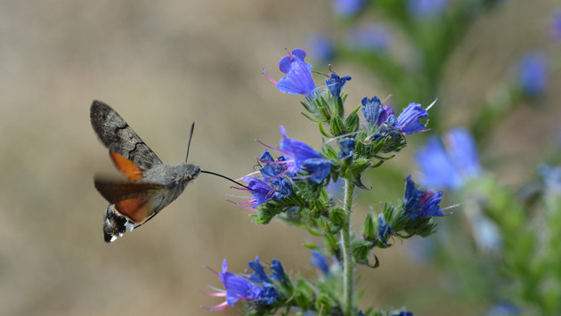 Tag der Artenvielfalt: SGD Nord gibt Tipps für den Naturschutz im eigenen Garten