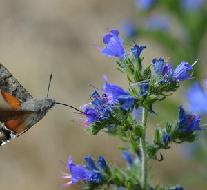 Schmetterling vor Blüte
