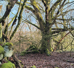 Alter Baum mit Steinhaufen