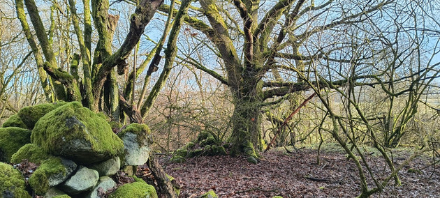 SGD Nord stellt Hutewald wieder her: Schnitt- und Pflegearbeiten auf dem „Hundsbaum“ im Westerwald geplant