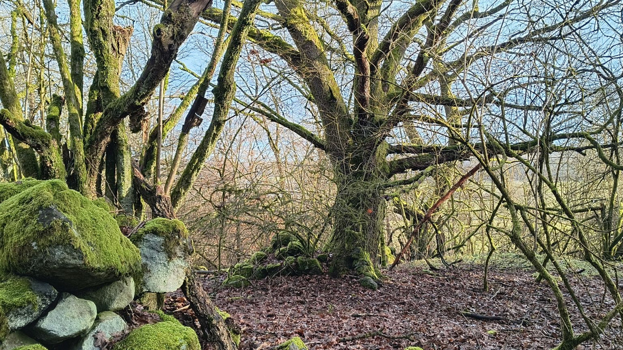 Alter Baum mit Steinhaufen