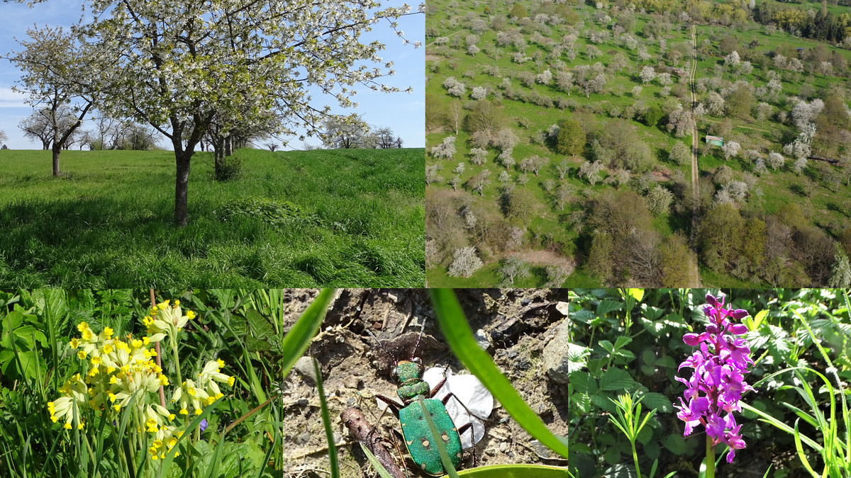 Ein Blick in das Naturschutzgebiet „Hintere Dick Eisenbolz