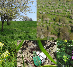 Collage mit Drohnenaufnahme des Gebietes, blühenden Obstbäumen, bunten Blumen und einem Sandlaufkäfer