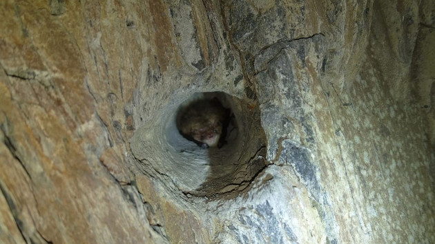 Welttag des Artenschutzes: Wie die SGD Nord die Fledermaus-Stollen bei Kaub am Rhein sichert