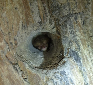 Fledermaus schläft in einer Höhle