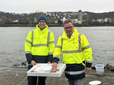 Knapp eine Million Aale erfolgreich ausgesetzt: SGD Nord sichert Zukunft von „Fisch des Jahres“ in Rhein, Mosel und Saar