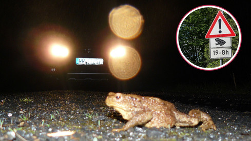 Grasfrosch, Erdkröte und Molch wandern los: SGD Nord bittet um Rücksicht