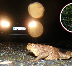 Eine Kröte vor einem Auto und ein Schild mit einer Warnung.