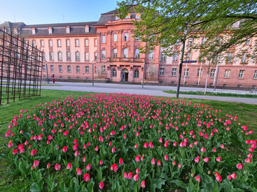 Historisches Dienstgebäude mit Tulpen im Vordergrund