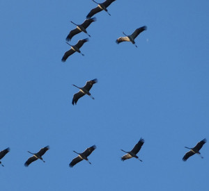 Kraniche am blauen Himmel