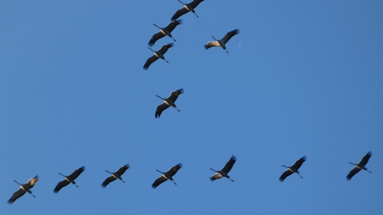 Kraniche am blauen Himmel