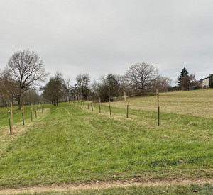 Wiese mit kleinen Bäumen