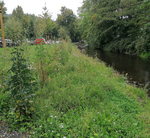 Flusslauf mit Pflanzen am Ufer