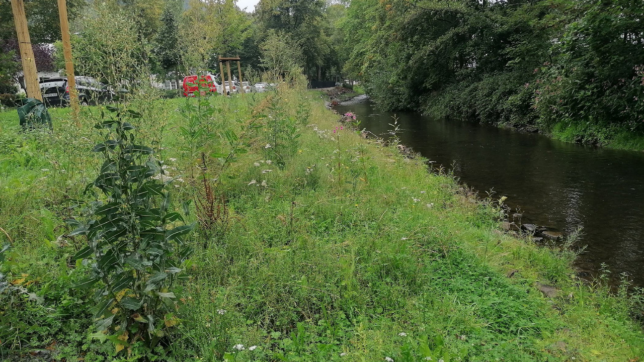 Flusslauf mit Pflanzen am Ufer