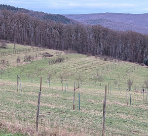 Wiese mit kleinen Bäumen