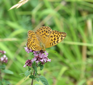 Das Bild zeigt einen Schmetterling auf einer Blüte.