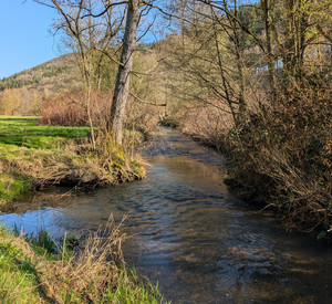 Bach mit Uferlandschaft