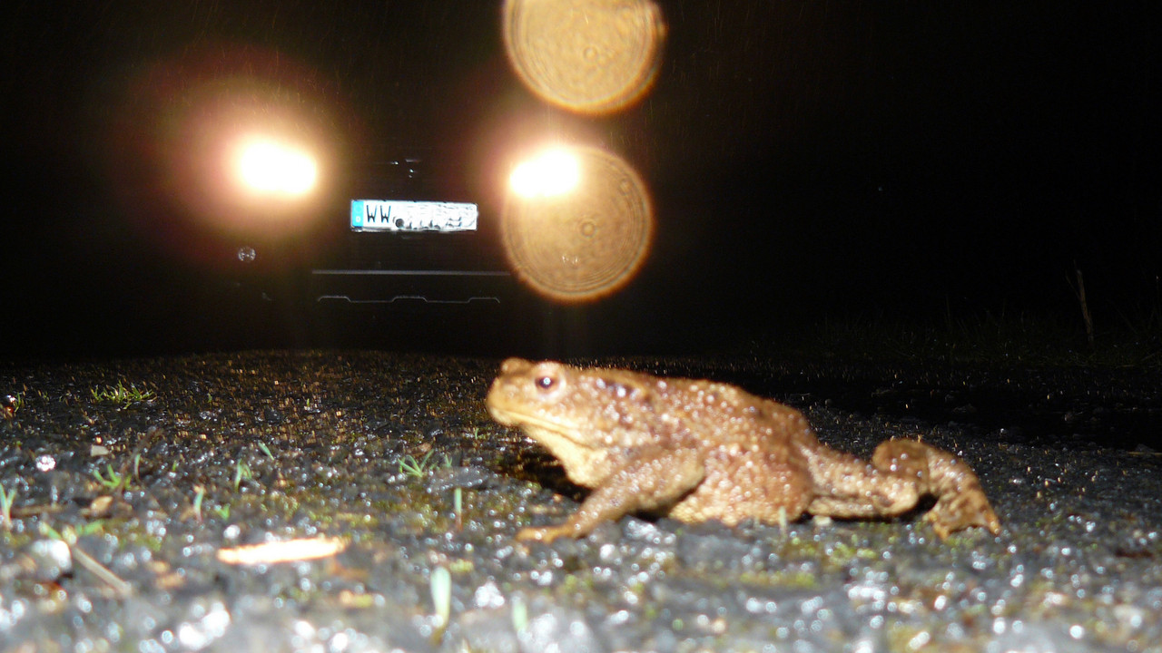 Das Foto zeigt eine Erdkröte bei Nacht. Sie überquert eine Straße.