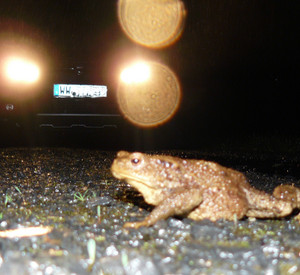 Das Foto zeigt eine Erdkröte bei Nacht. Sie überquert eine Straße.