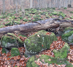 Waldboden mit moosbewachsenen Steinen
