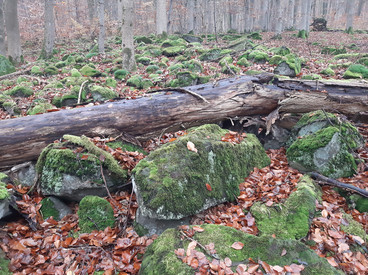 Oberverwaltungsgericht bestätigt Schutzwürdigkeit und Schutzbedürftigkeit des Naubergs