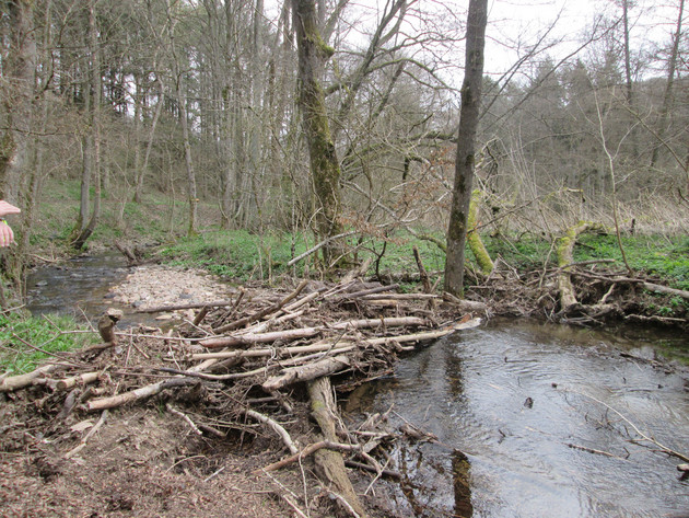 SGD Nord begutachtet Zustand des Gräfenbachs: Gewässer in ordnungsgemäßem Zustand